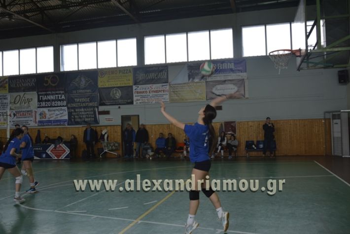 volley _1ogel-kassandra116